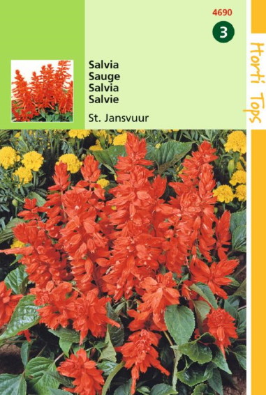 Vuursalie Sint Jansvuur (Salvia splendens) 120 zaden HT